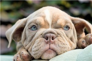 Betty - Bulldog for sale