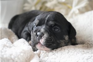 Fiona - Bulldog for sale