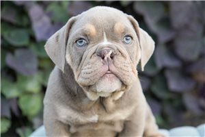 Bobbie - Bulldog for sale