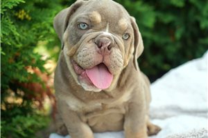 Bobbie - Bulldog for sale