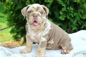 Baxter - Bulldog for sale