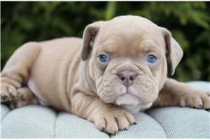 Caleb - Bulldog for sale