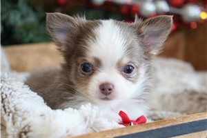 Kurt - Chihuahua for sale