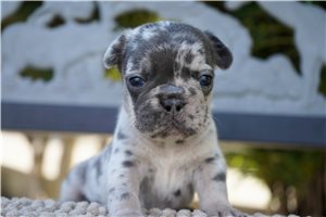 Filly - puppy for sale