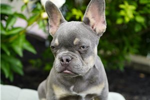 Evelyn - French Bulldog for sale