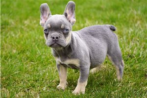 Evelyn - French Bulldog for sale
