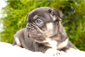 Brenda - French Bulldog for sale