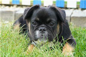 Basil - puppy for sale