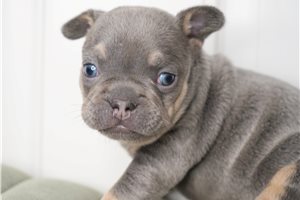 Evelyn - French Bulldog for sale