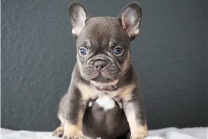 Emma - French Bulldog for sale