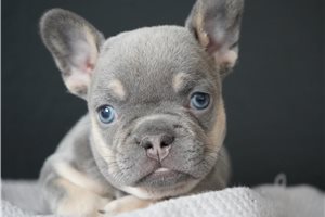 Evelyn - French Bulldog for sale