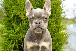 Evelyn - French Bulldog for sale