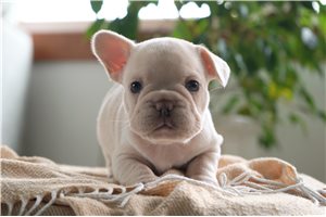 Clarice - French Bulldog, placed in Fort Wayne