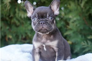 Grayson - French Bulldog for sale