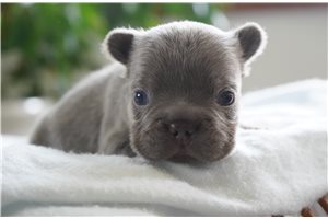 Corky - French Bulldog for sale