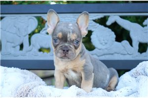 Cornelius - French Bulldog for sale