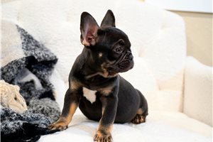 Emma - French Bulldog for sale