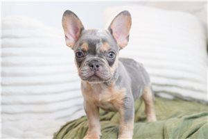 Cornelius - French Bulldog for sale