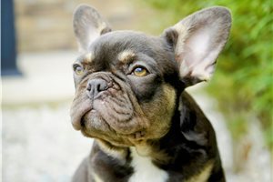 Brenda - French Bulldog for sale