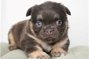 Ezra - puppy for sale