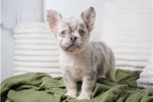 Corbin - French Bulldog for sale
