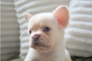 Corby - French Bulldog for sale