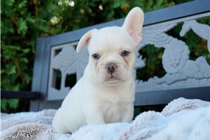 Cruz - French Bulldog for sale