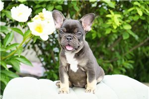 Bliss - French Bulldog for sale