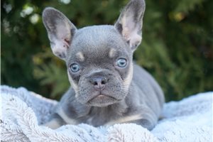 Evelyn - French Bulldog for sale