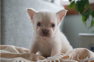 Corby - French Bulldog for sale
