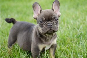 Emma - French Bulldog for sale