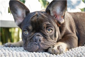 Bliss - French Bulldog for sale