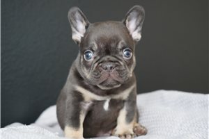 Grayson - French Bulldog for sale