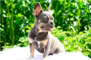 Evelyn - French Bulldog for sale