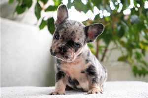 Clarissa - French Bulldog for sale