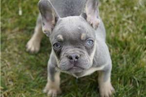 Evelyn - French Bulldog for sale