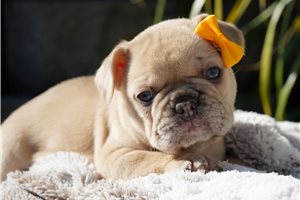 Meadow - puppy for sale