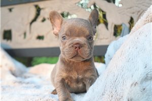 Corky - French Bulldog for sale