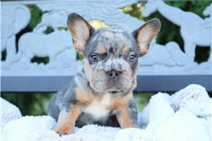 Christie - French Bulldog for sale