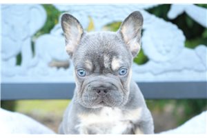 Corvus - French Bulldog for sale