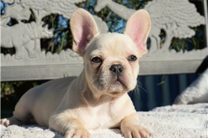 Fitz - French Bulldog for sale