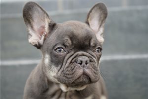Grayson - French Bulldog for sale