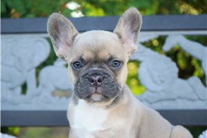 Clara - French Bulldog for sale