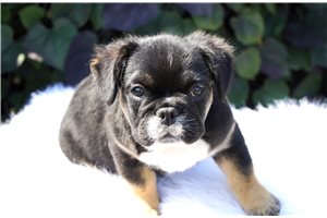 Basil - French Bulldog for sale