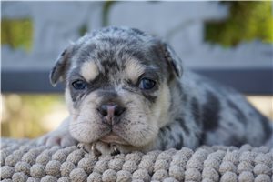 Flynn - puppy for sale