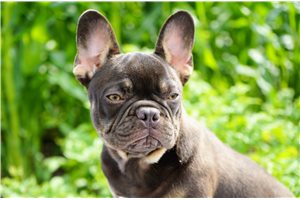 Emma - French Bulldog for sale