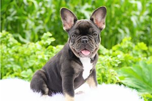 Bliss - puppy for sale