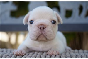 Fairy - French Bulldog for sale