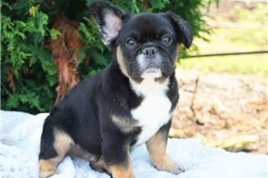 Basil - puppy for sale