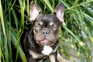 Brenda - French Bulldog for sale